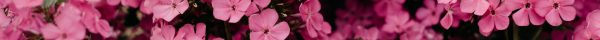 flowwers
