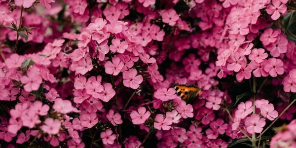 flowwers