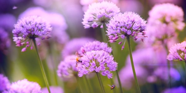 purple 1
